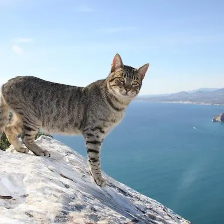 アパート Capri - Plusholidays *